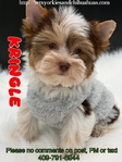 AKC Micro Yorkie Babies