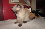 Ragdoll kittens for sale