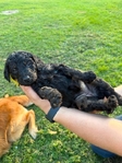 F2B Goldendoodle Puppies