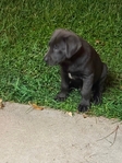 Charcoal Lab Puppy!
