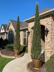 Italian Cypress Trees