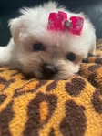 Baby-Doll Face Korean Maltese