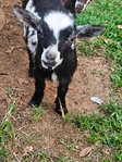 Baby nigerian goats