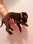 Pointador Puppies