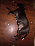 Dogs needs a home