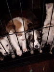 Shepherd/Lab mix puppies