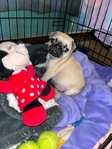 Pug puppy 7 week old  female and male