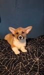 Akc Pembroke welsh corgi puppies