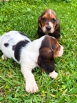 AKC Basset Hound Puppies