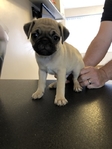 Stunning Litter Of Fawn Pugs Puppies Available