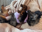 Dachshund/Mini Aussie