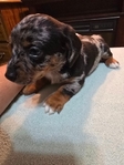 Miniature Australian Shepherd / Dachshund Puppies