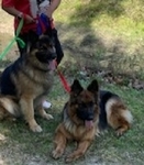 Coming Soon! AKC German Shepherd Pups