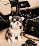 Teacup & Tiny Toy Chihuahua puppies