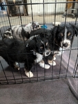 Small mini aussies