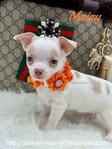 Male Registered Chihuahuas