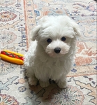AKC MALE MALTESE ( 1 LEFT )