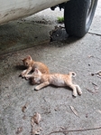 Free Kittens in Port Arthur