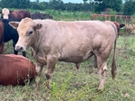 Young herd bulls