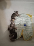 Grey Kittens/ male and female