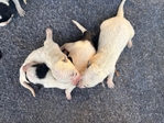 Australian Cattle Dog Puppies (Heeler)