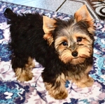Tiny little AKC Yorkie Female Puppies