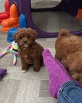 Cute Little Poodle Pups for sale