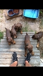 Doberman Puppies for sale