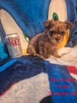 Yorkies/CKC
