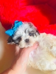 Shihpoo puppies Shihtzu & Poodle mix - 50/50 split. 1st Gen.