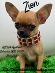 AKC Mini Male Applehead Chihuahua