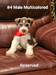 Miniature Schnauzers 1 Female,  4 Males