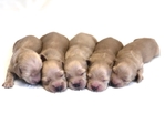 AKC Dachshund Puppies -New litters due to be born in December
