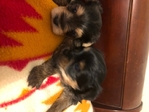 CKC Yorkies