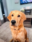 10 month old golden retriever