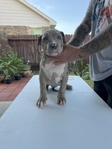 ABKC XL American Bully