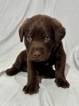 Chocolate Lab Puppies!