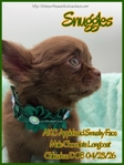 AKC Chocolate Applehead Longcoat Chihuahuas