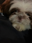 Shih Tzu female