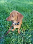 Maltipoos or Dachshund (Chiweenies)- Caldwell Tx -$300-$600
