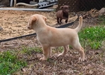 AKC LAB PUPPIES