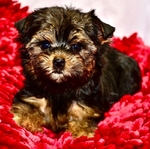 Perfect Valentine Yorkie Female Puppies