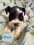 CKC Mini Schnauzer Pups $1000