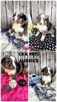ASDR mini Aussies