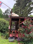 Great White Pyrenees puppies