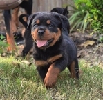 Special little Rottweiler puppies