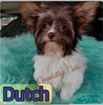 Rehoming Adult Male Yorkie