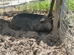 Kunekune pigs