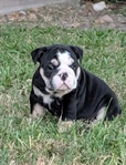 AKC Reg English bulldog