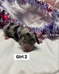 Dachshund/rat terrier